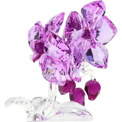 Orchidee